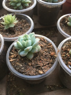 Combo 10 cây sen đá xương rồng mini