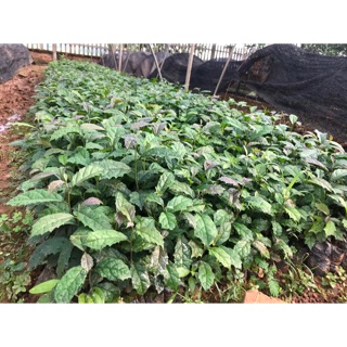 Cây giống xạ đen cây cành và cây hạt mua 10 tặng 2 cây