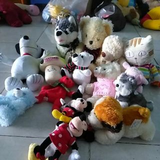 Gấu của mai tây