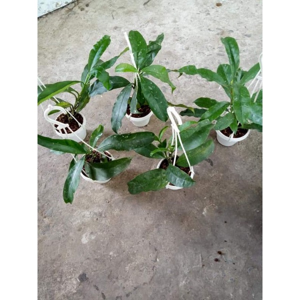 Cẩm cù hoa mũi tên