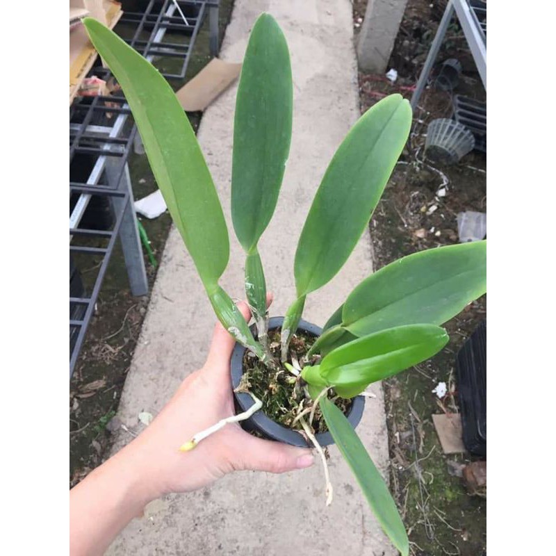 Lan cattleya hoa đại size nhỏ