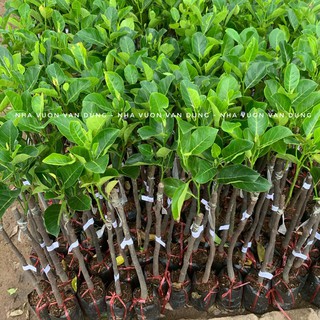Cây giống mít ruột đỏ (ảnh thật cây giống tại vườn)