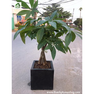 Chậu đá mài vuông 25cm