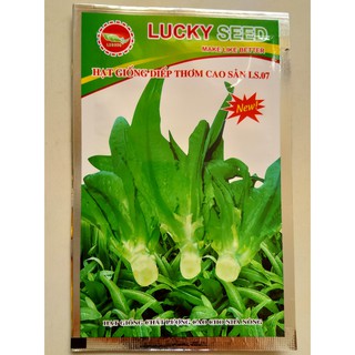 Hạt giống diếp thơm cao sản