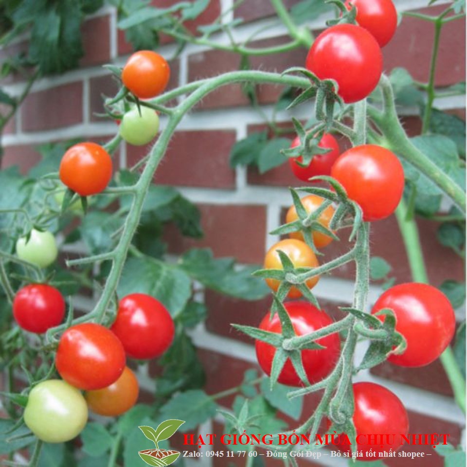 Gói 30 Hạt giống cà chua chùm leo giàn ĐẾN MÙA TRỒNG TẾT luckyseed hạt siêu rẻ