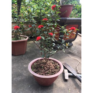 cây hoa mẫu đơn thái cao 35-45cm