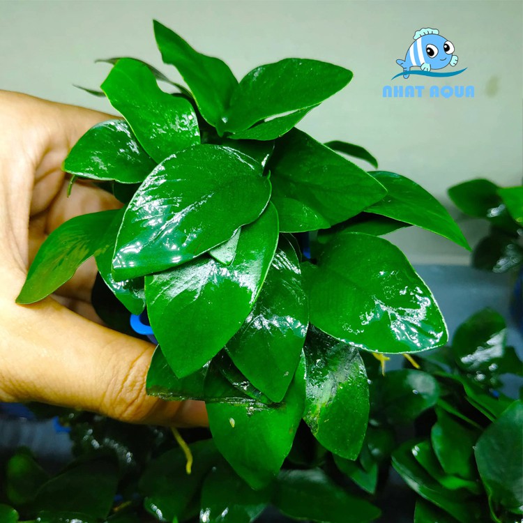 Cây thủy sinh ráy lá nhỏ