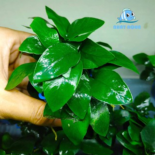 Cây thủy sinh ráy lá nhỏ