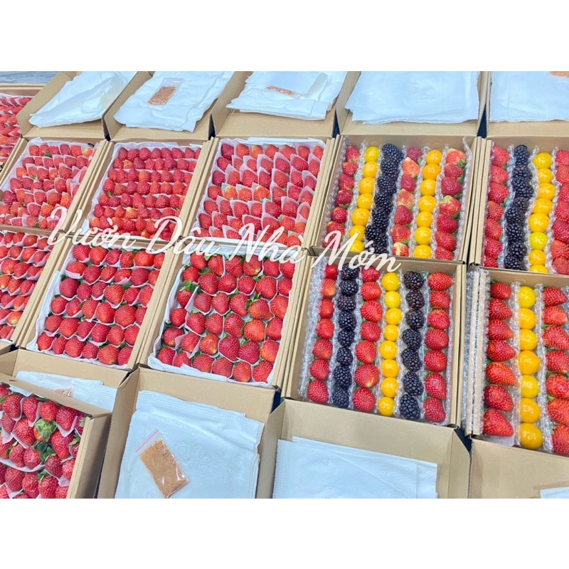 Dâu Nhật Sky -Phúc Bồn Tử và Thù Lù Nam Mỹ 🍓