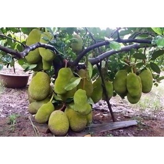 Combo 2 Cây giống Mít Thái Siêu Sớm