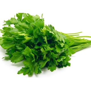 Hạt giống rau Ngò rí