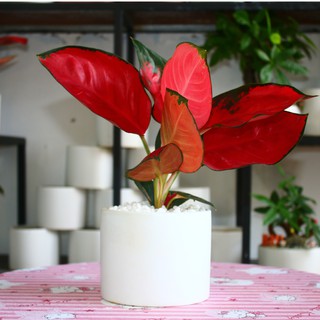 Cây Phú Quý Vạn Lộc