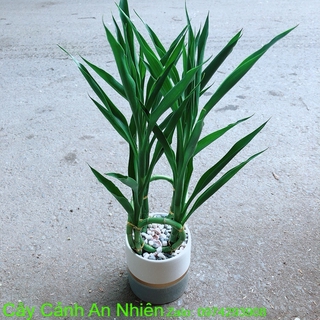 Chậu cây phát tài
