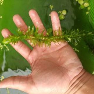 Rong đuôi chó Trung Quốc trang trí bể cá