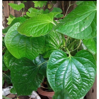 Combo 3 cây lá lốt giống