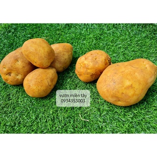 Khoai tây 500g - 1kg