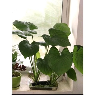 cây thiên niên kiện