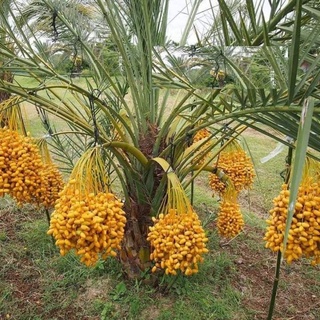 Cây giống chà là ăn quả