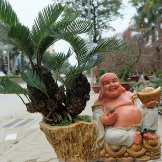 Cây vạn tuế, cây thiên tuế