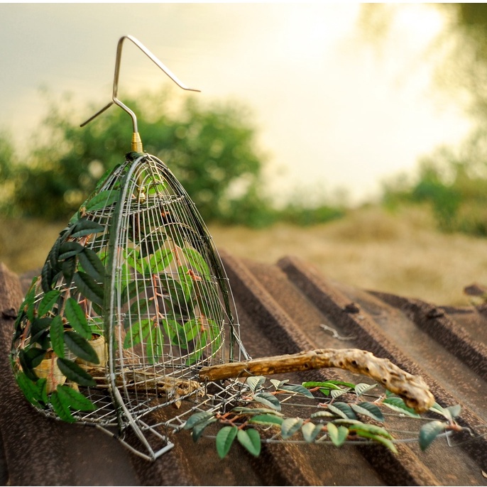 Ngũ Cốc Trộn 20 Loại Hạt Cho Chim Cu Gáy