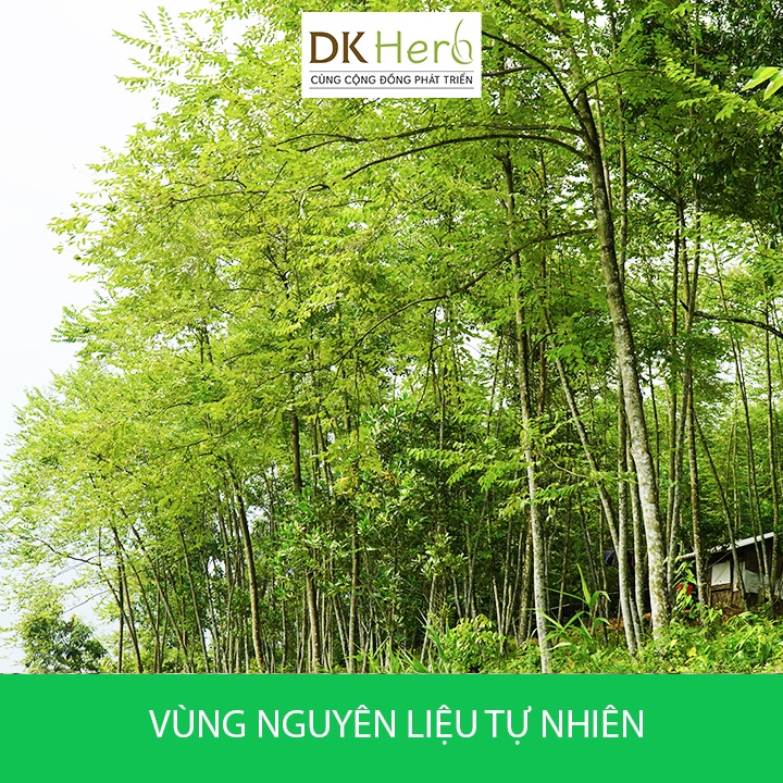 Nhựa cánh kiến trắng (An tức hương) Việt Nam thu hái tự nhiên