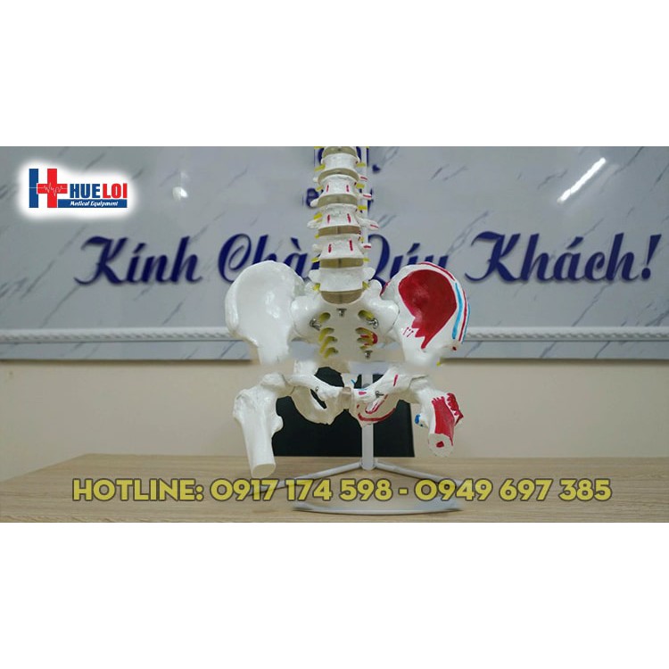 Mô hình cột sống tự nhiên tỷ lệ 1: 1 người lớn