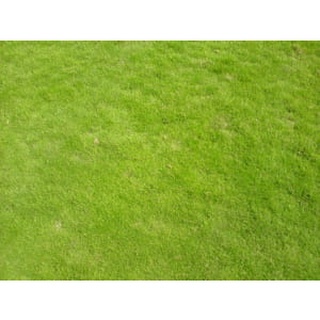 Hạt giống cỏ nhung (tặng kèm phân bón và kích mầm)