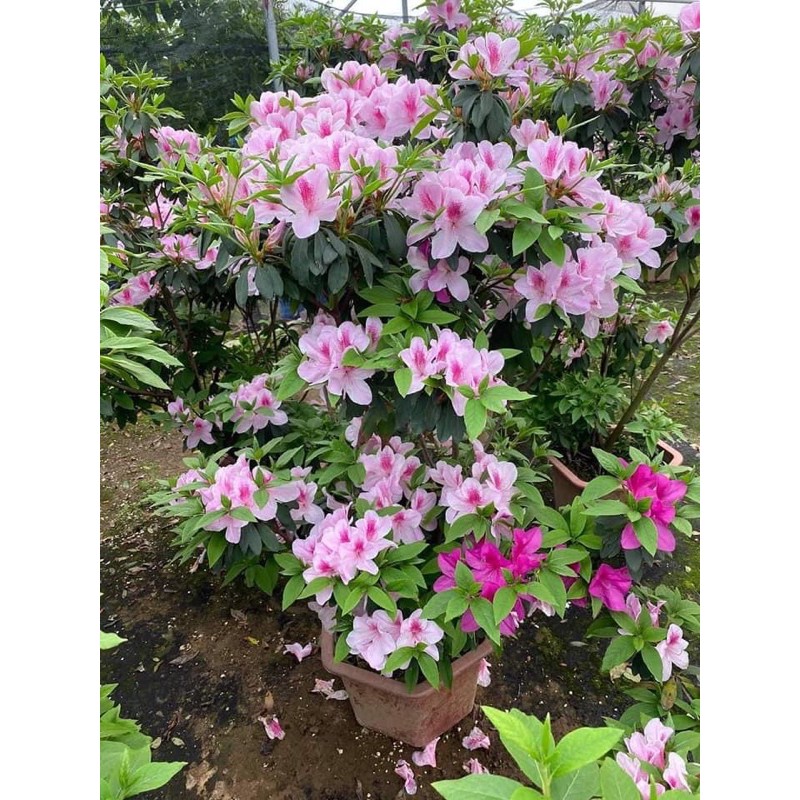 Cây hoa đỗ quyên ta giống