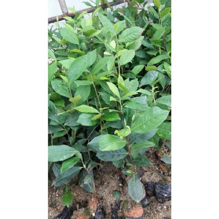 combo 3 bầu cây giống cây trà (chè ) xanh