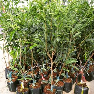Cây giống me thái tặng kèm túi phân