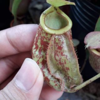 Cây nắp ấm size nhỏ