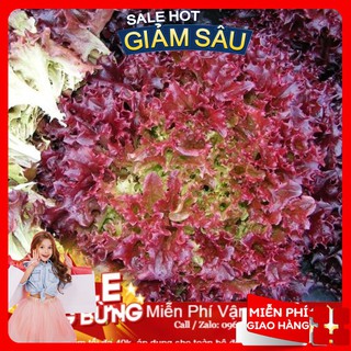 Hạt giống xà lách xoăn tím - 200 hạt / gói