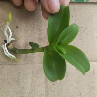 Phi điệp lá mít gân cực đẹp