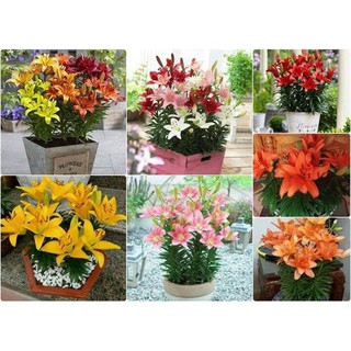 4 củ giống hoa ly lùn thơm size 13-14