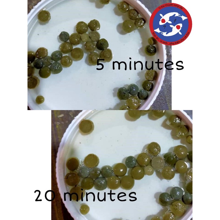 CÁM CÁ KOI PORPOISE A+ PRO GROWTH CAO CẤP TĂNG TRƯỞNG LÊN MÀU TỰ NHIÊN - ĐỘ ĐẠM 40%-THỨC ĂN CÁ KOI