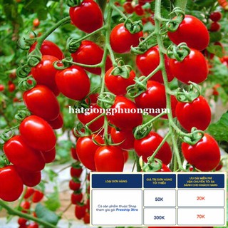 20H - HẠT GIỐNG CÀ CHUA CHERRY ĐỎ