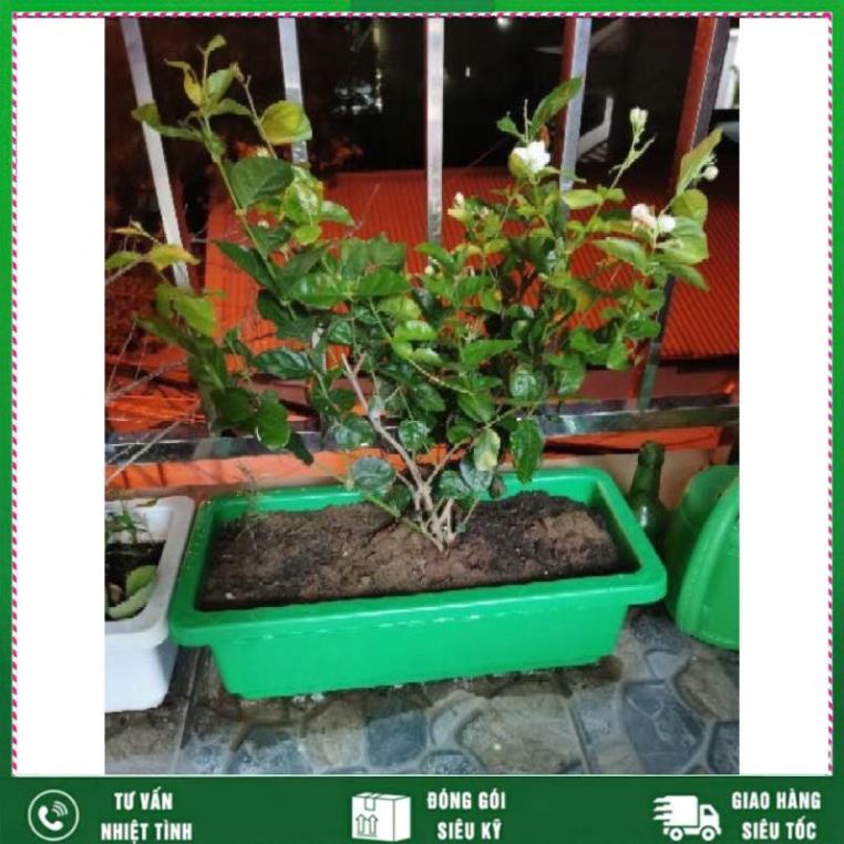 Phân trùn quế siêu hoa cây cảnh 2kg VTNN NHẤT VIỆT
