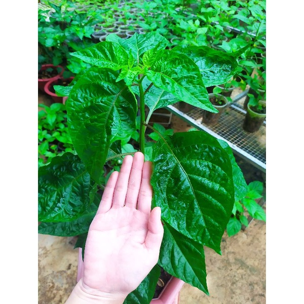Giá thể ươm hạt giống giàu dinh dưỡng.