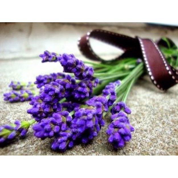 Tinh dầu oải hương-Viện KHCN VN