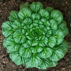 Hạt Giống Cải Hoa Hồng Tatsoi  - Dinh Dưỡng, Năng Suất Cao - MUA 3 TẶNG 1 CÙNG LOẠI KHUYẾN MẠI TRONG 1 NGÀY