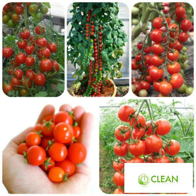 Hạt giống Cà Chua Bi Chùm 30 Hạt