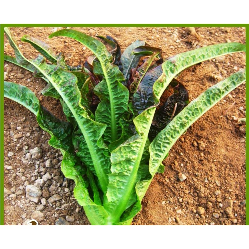 Xà lách Benih tím Romaine 100h SHOP MỚI KHYẾN MẠI GIÁNG SINH