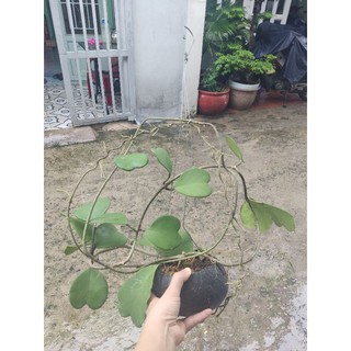 Cẩm cù trái tim chậu đại