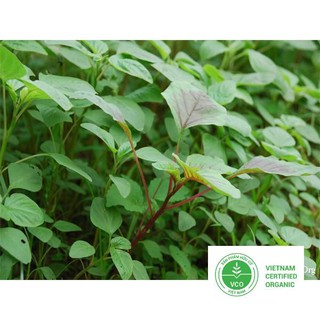 10g Hạt giống Rau dền cơm THUTHUY