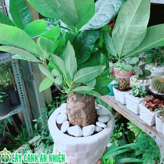 Chậu kim ngân chân voi