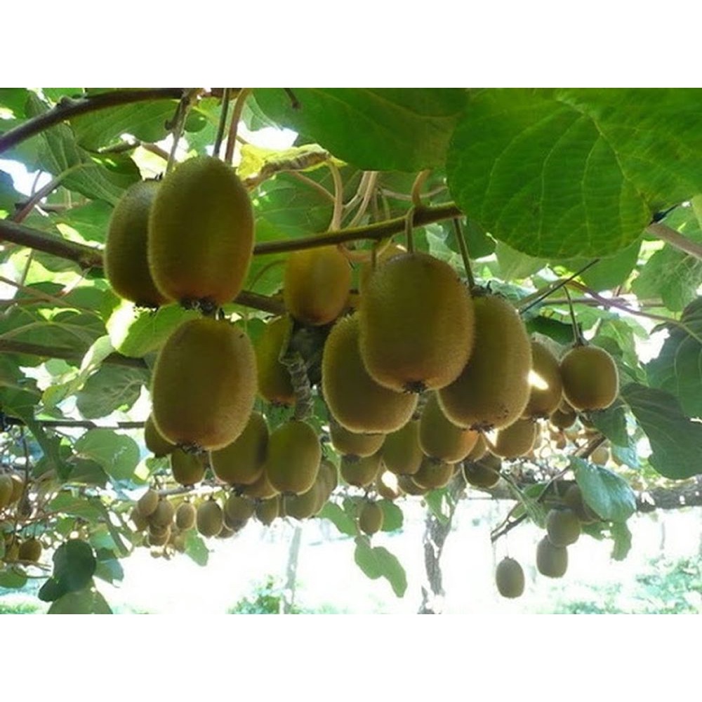 ( HOT HOT ) Hạt Giống Quả Kiwi 30 hạt