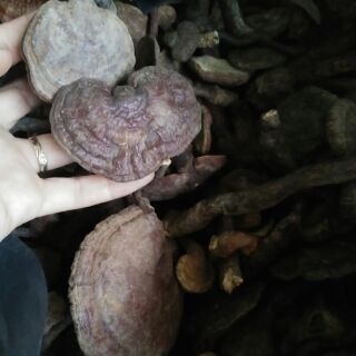 Nấm lim xanh rừng tam đảo 500g