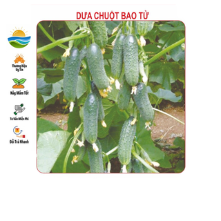 Hạt giống dưa bao tử 10 hạt