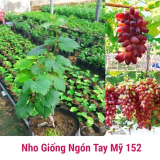 Nho giống ngón tay mỹ không bán gốc già