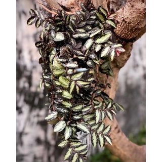 cây giống thằn lằn nhung ( sam đá Pellionia repens)